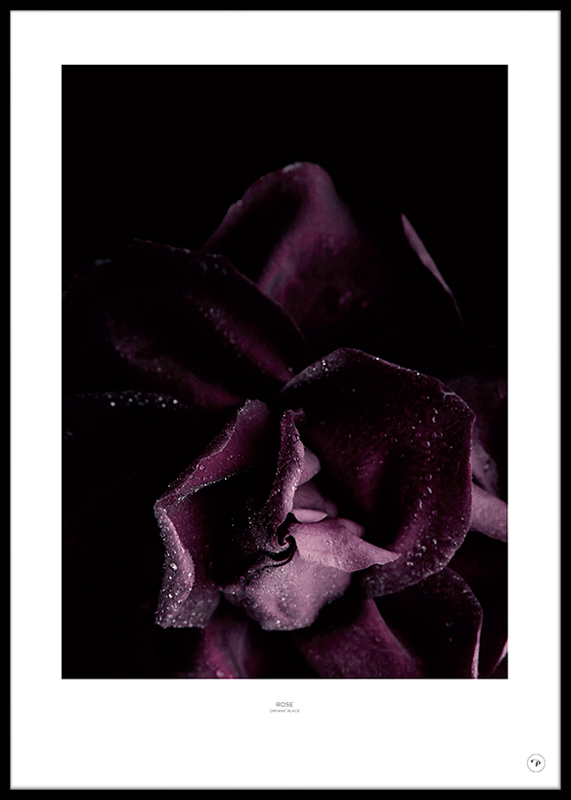POSTER - ROSE POURPRE