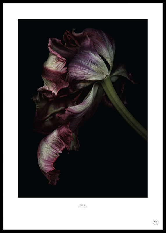 POSTER - TULIPE